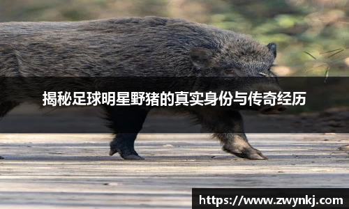 揭秘足球明星野猪的真实身份与传奇经历